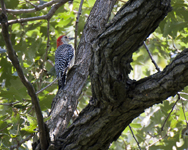 Red bellied Woodpecker
